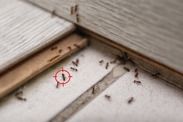 Best Residential Pest Control  in Glenwood City, WI